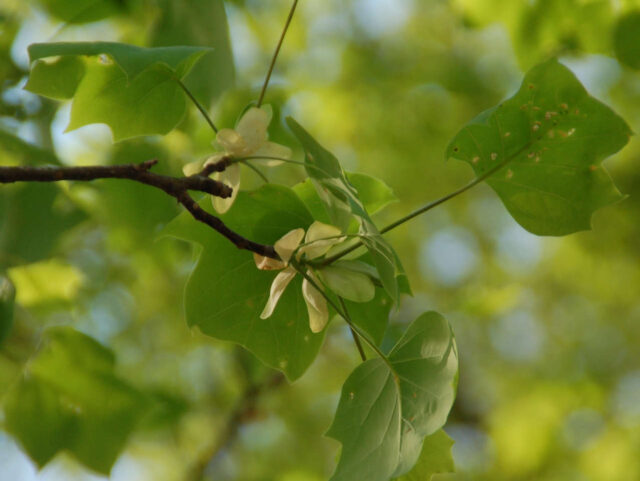 EcoWeekend: Leaf Study