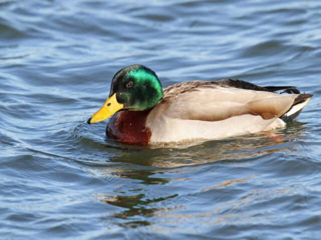 Mallard - Photo Earl Harrison