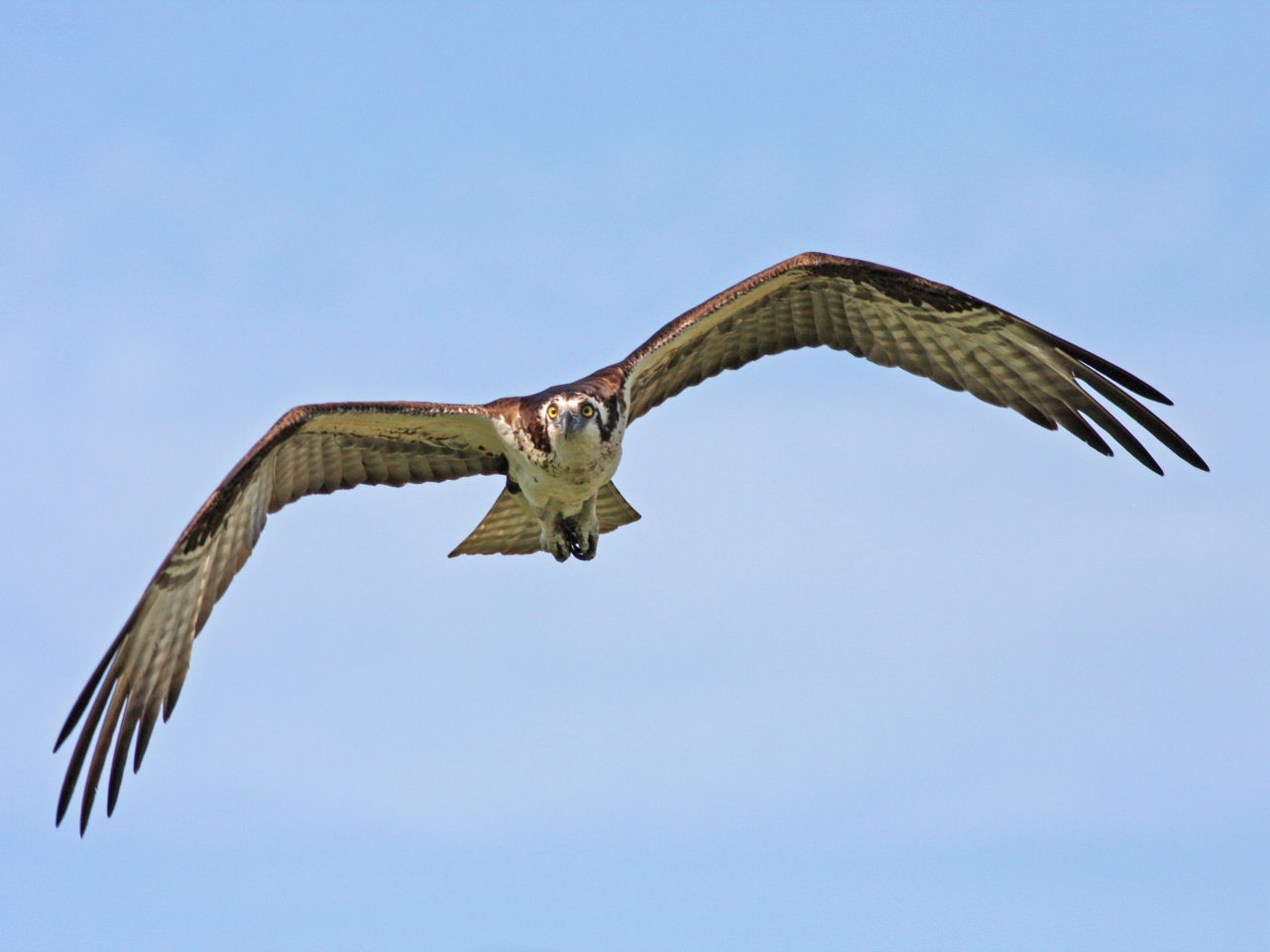 Osprey Head On - Photo Earl Harrison