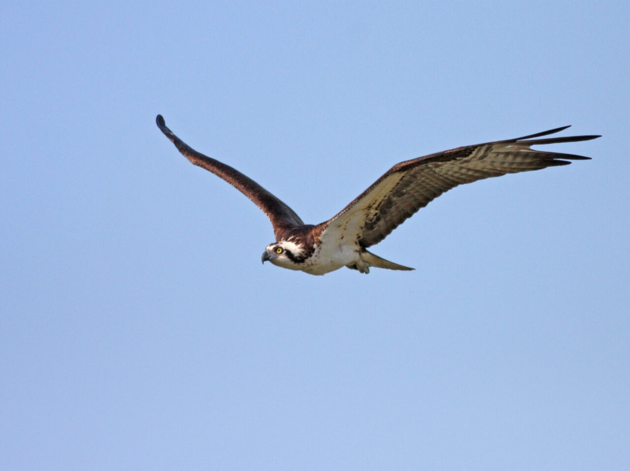 Osprey Soaring - Photo Earl Harrison