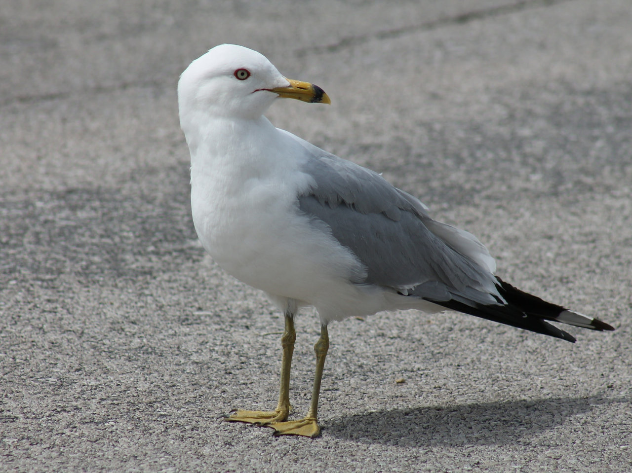 Ring-billed Gull - Photo USFWS