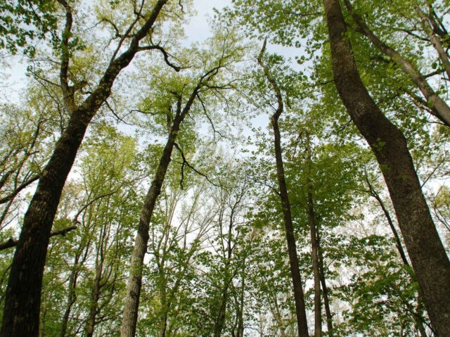 EcoWeekend: Tree Canopy with Sky