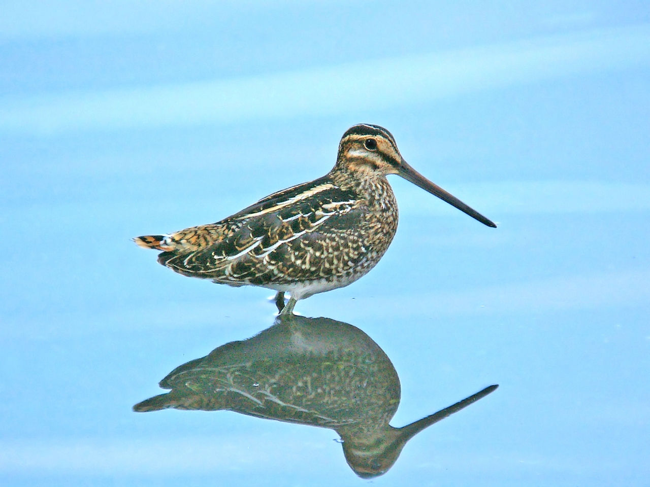 Wilson's Snipe - Photo Alan Schmierer