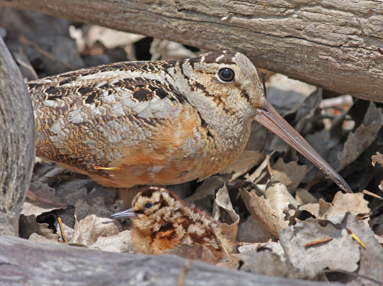 American Woodcock - Photo Earl Harrison