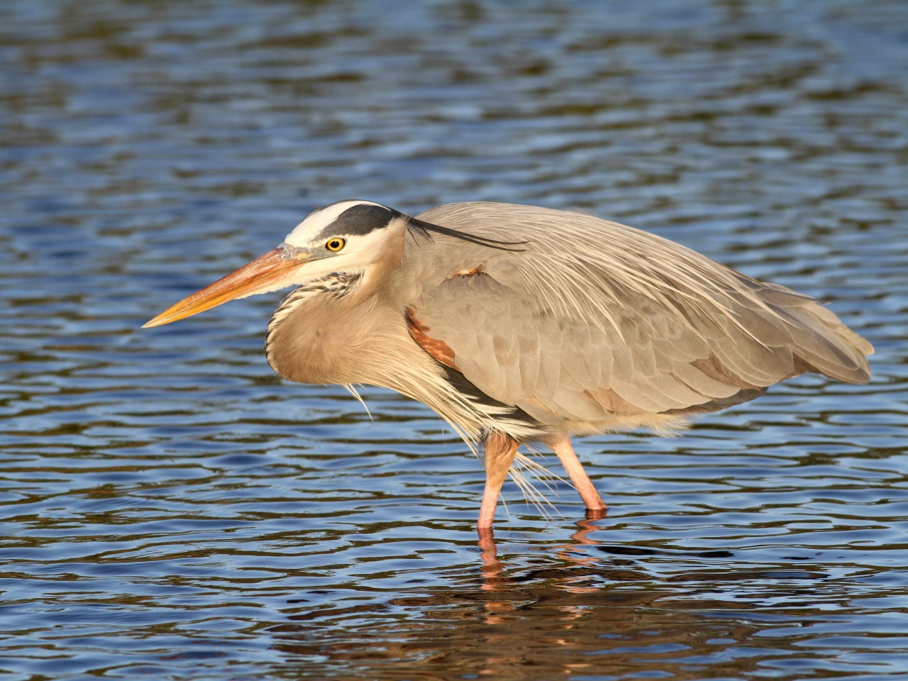 Great Blue Heron - Photo Earl Harrison