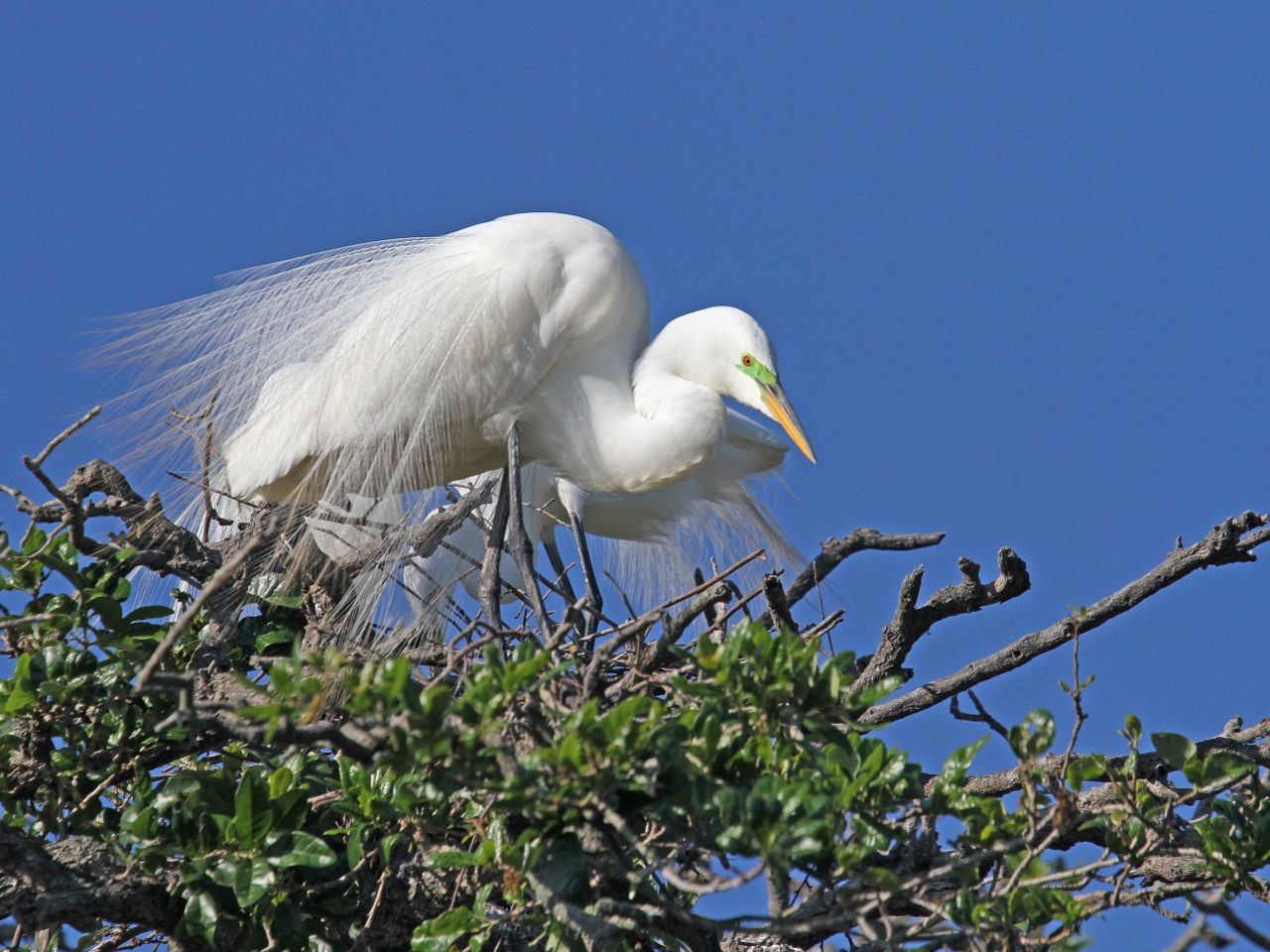 Great Egret in Tree - Photo Earl Harrison