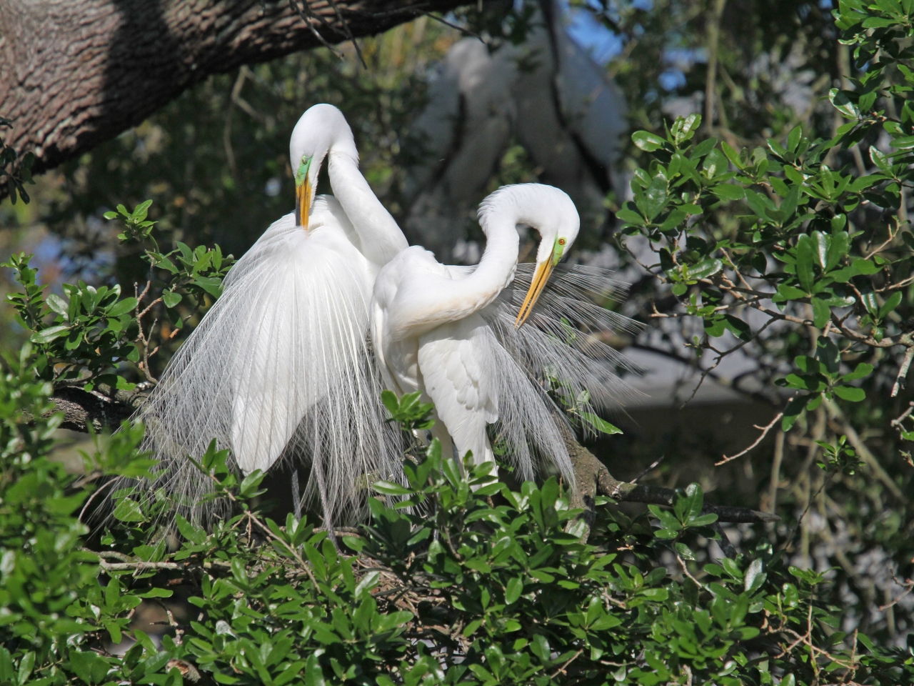 Great Egrets Mutual Preening - Photo Earl Harrison