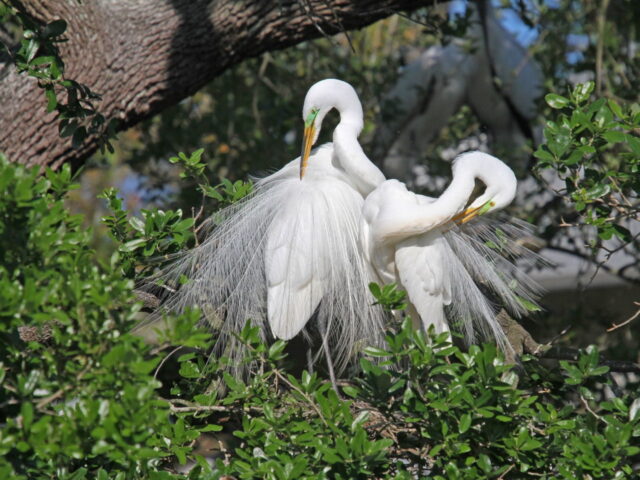 Great Egrets - Photo Earl Harrison