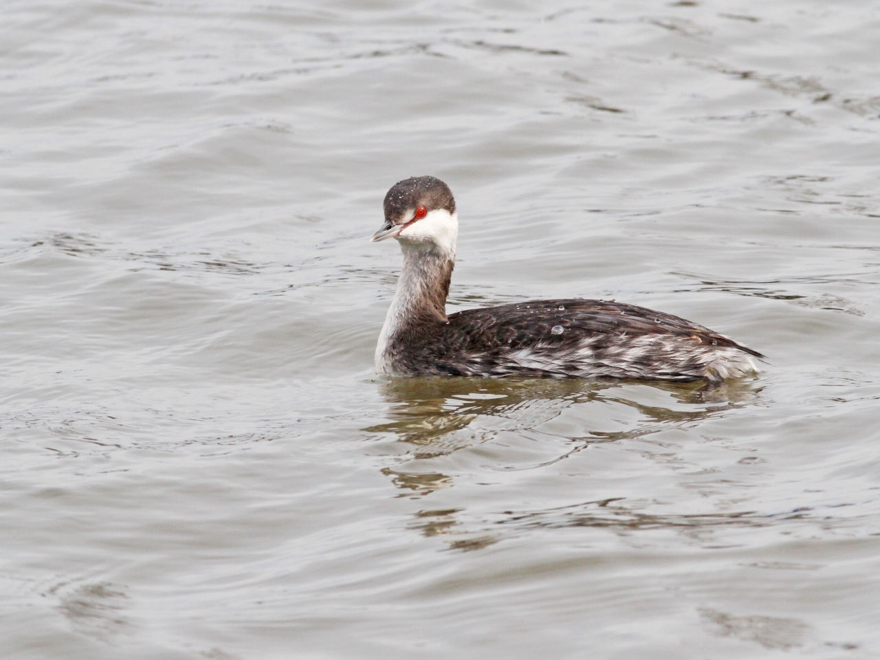 Horned Grebe - Photo Earl Harrison