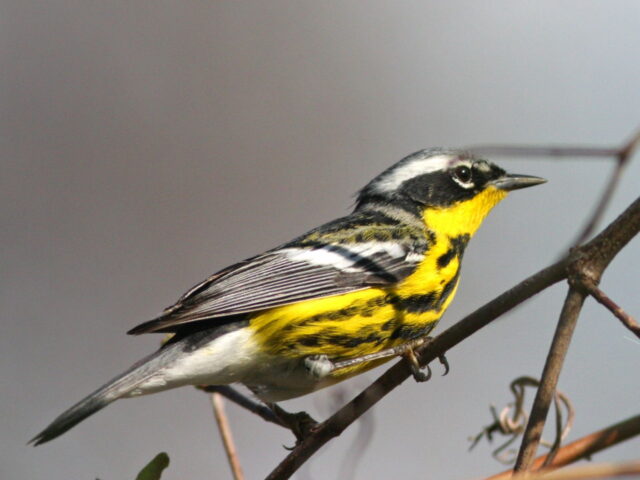 Magnolia Warbler - Photo Earl Harrison