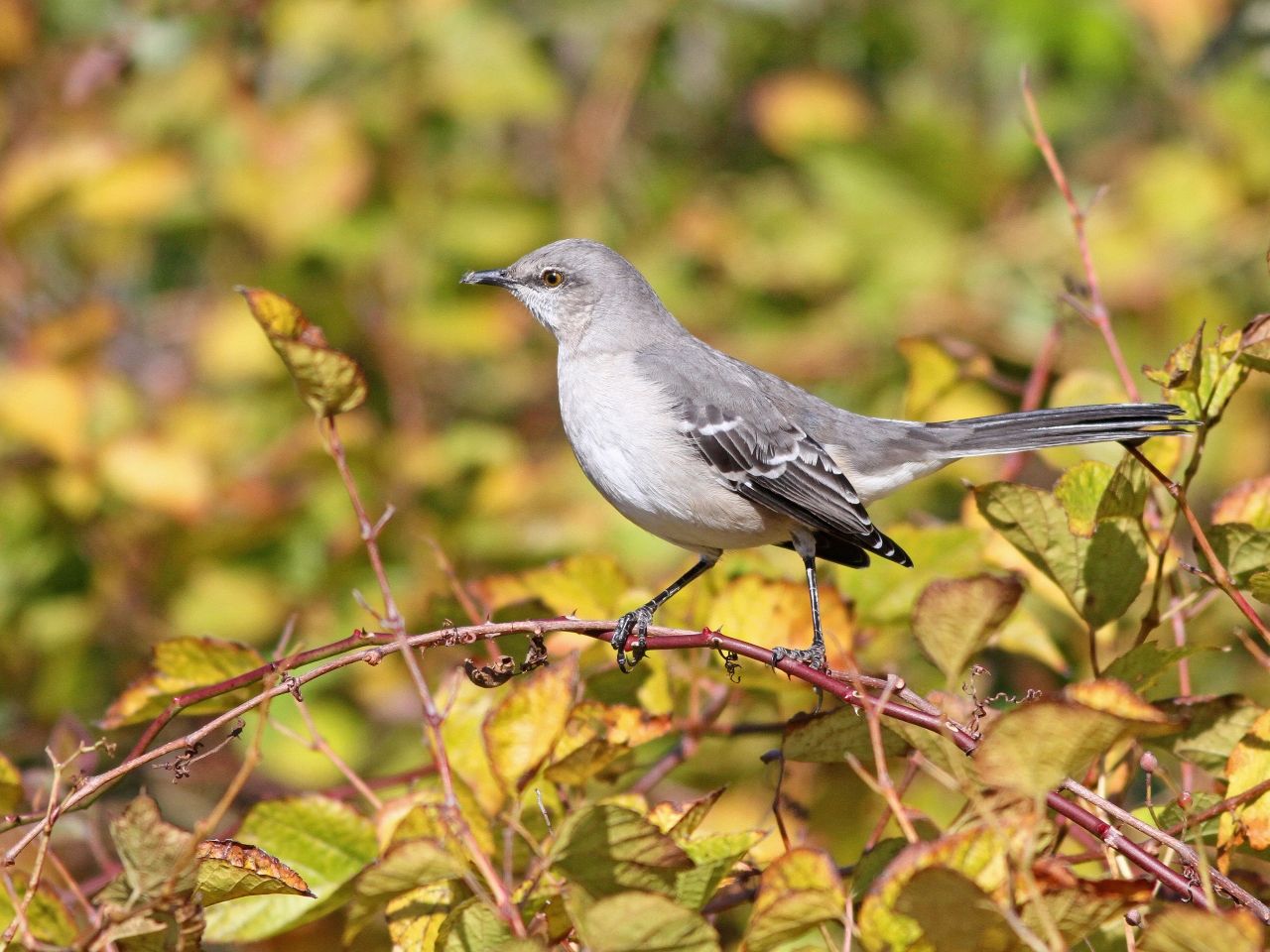 Northern Mockingbird - Photo Earl Harrison