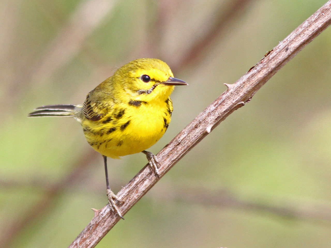 Prairie Warbler - Photo Earl Harrison