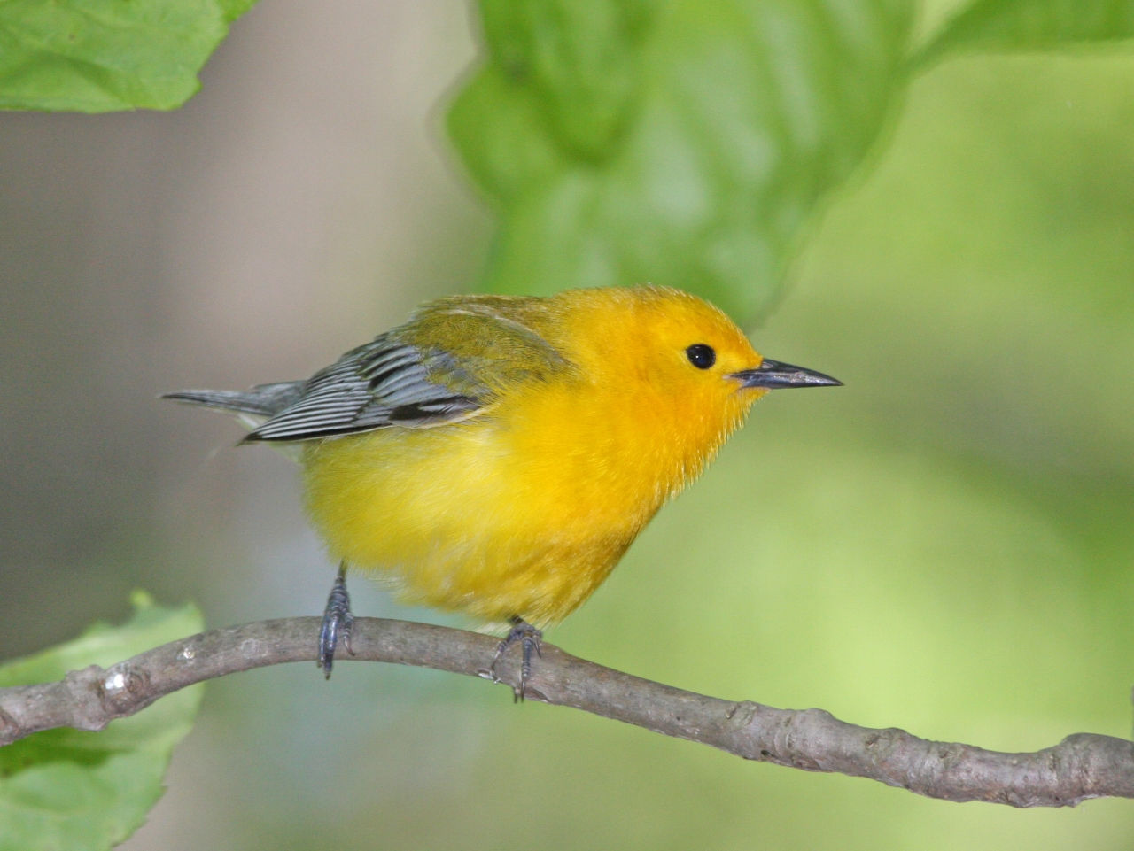Prothonotary Warbler right - Photo Earl Harrison
