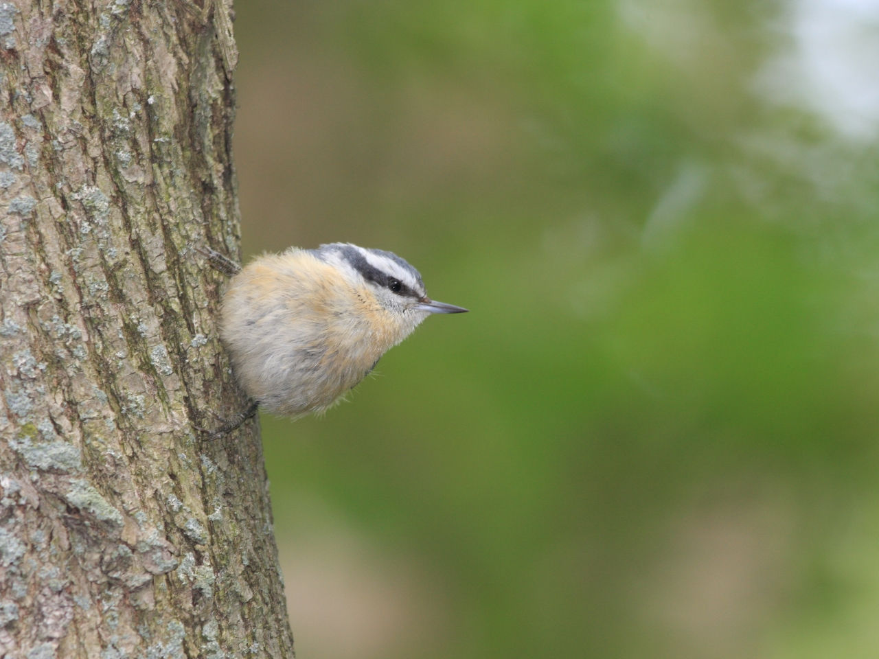 Red-breasted Nuthatch - Photo Earl Harrison