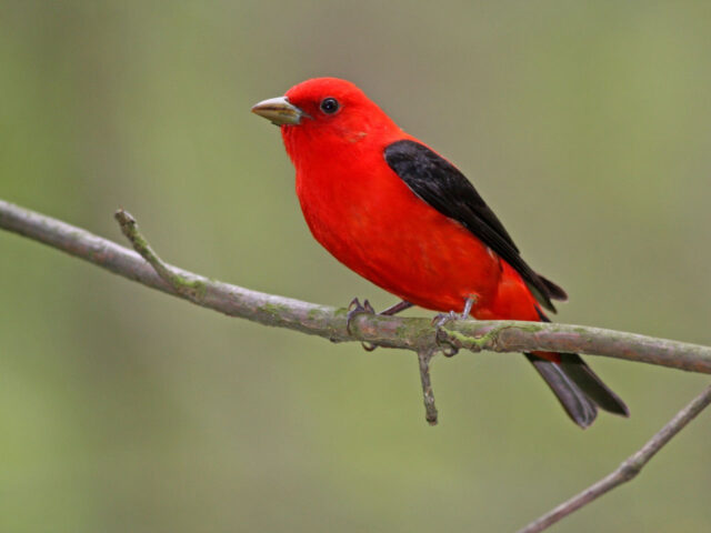 Scarlet Tanager left - Photo Earl Harrison