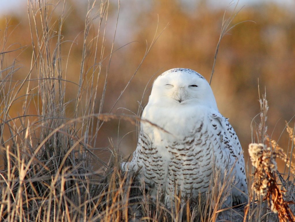 Snowy Owl - Photo Earl Harrison