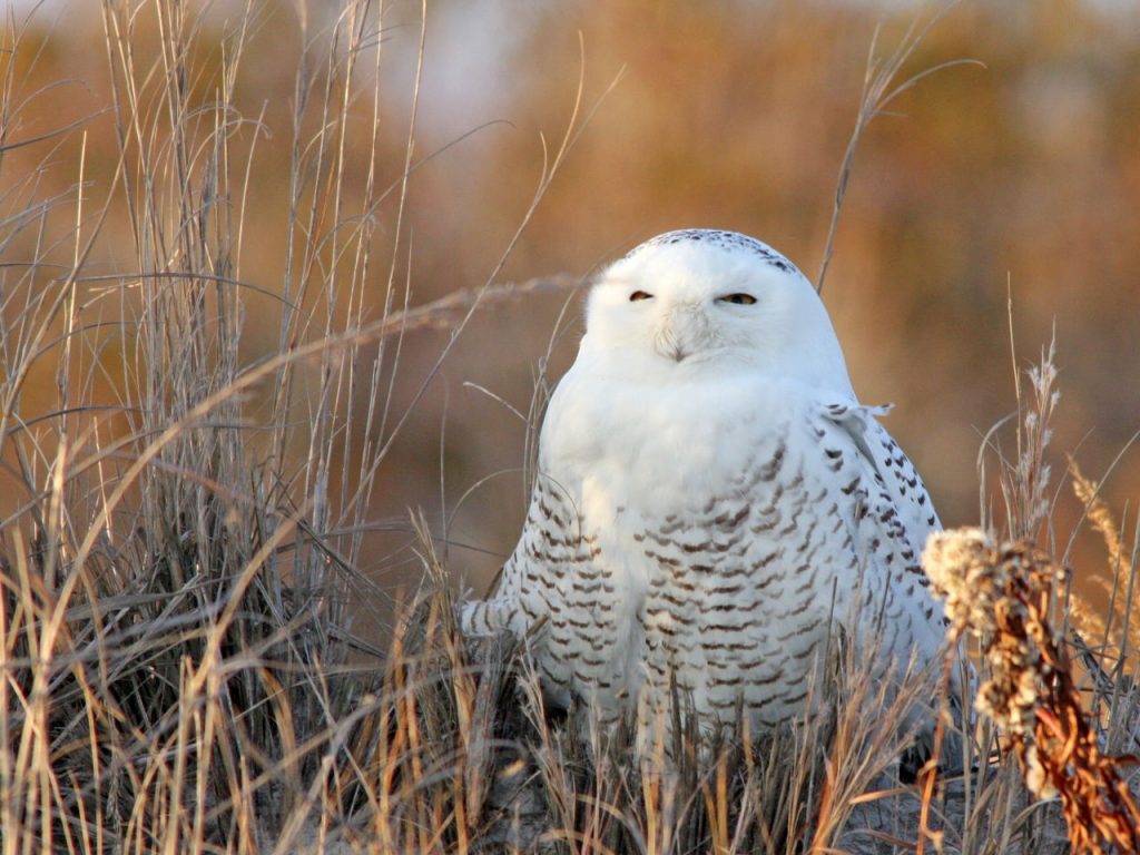 Snowy Owl - Photo Earl Harrison