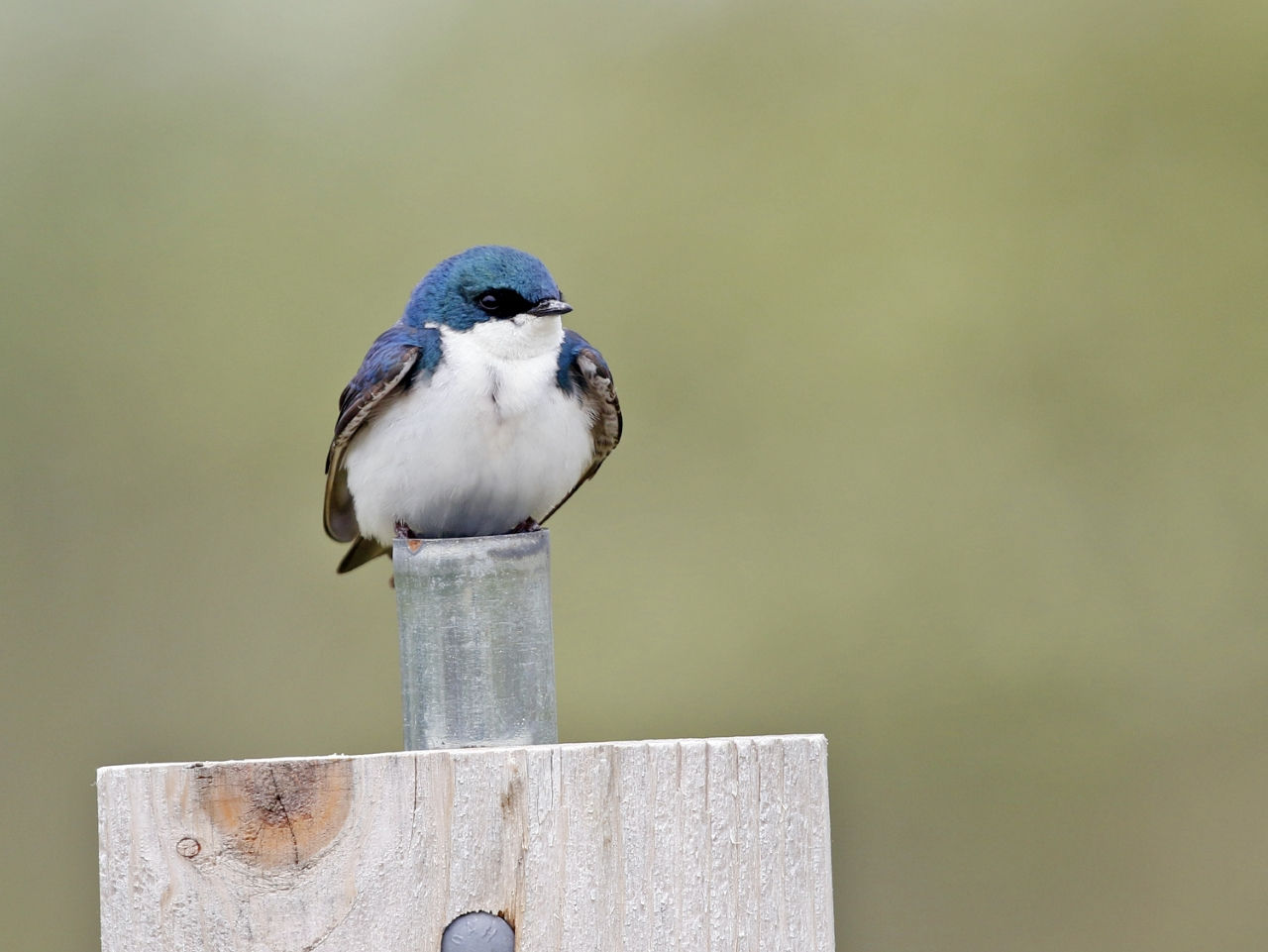 Tree Swallow on Post - Photo Earl Harrison