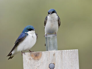 Tree Swallow Pair on Post - Photo Earl Harrison