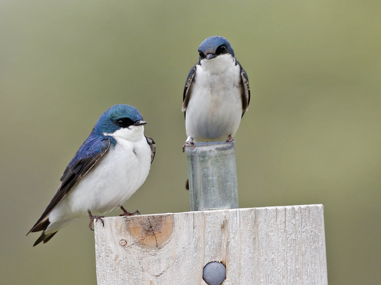 Iron on Patch - Blue Swallows