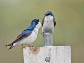 Tree Swallow Pair on Post - Photo Earl Harrison