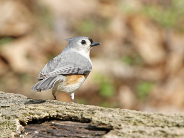 Tutfted Titmouse right - Photo Earl Harrison