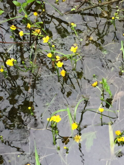 Yellow Water Buttercups