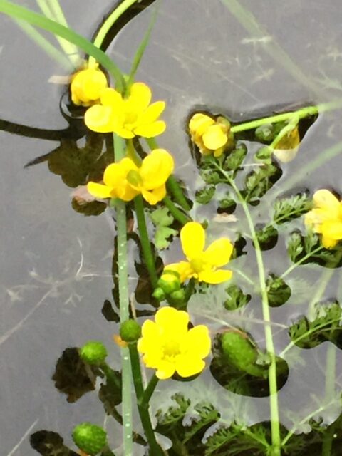 Yellow Water Buttercups