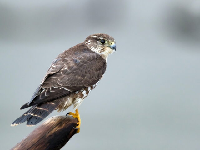 Merlin - Photo Mick Thompson