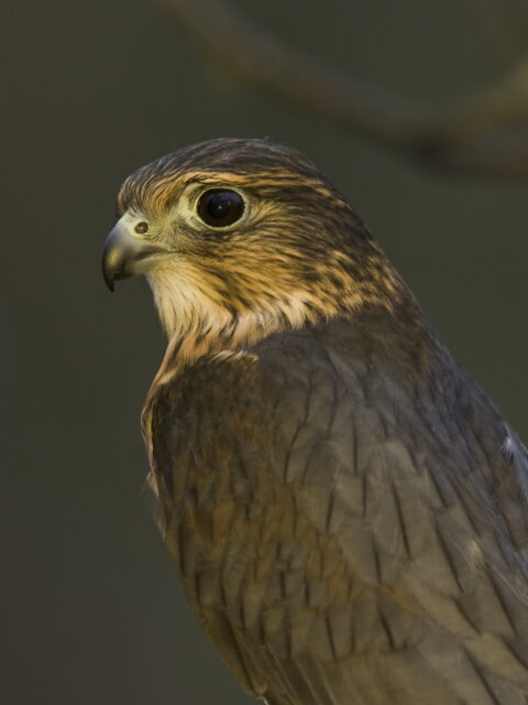 Merlin - Photo Tim Daniel