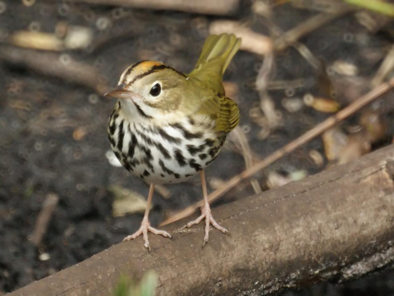 Ovenbird