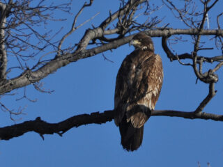 Bald Eagle (First Year)