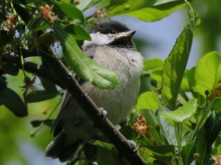 Carolina Chickadee (Immature)