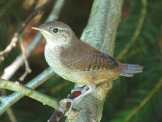 House Wren (Immature)