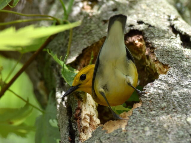 Prothonotary Adult at Nest - Photo Bernadette Rigley