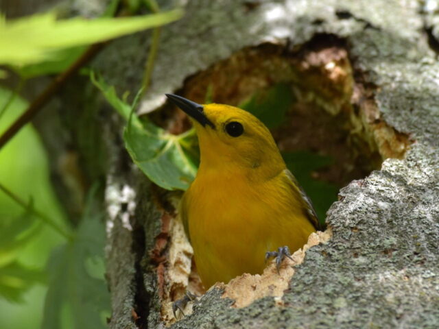 Prothonotary Adult in Natural Nest Cavity - Photo Bernadette Rigley