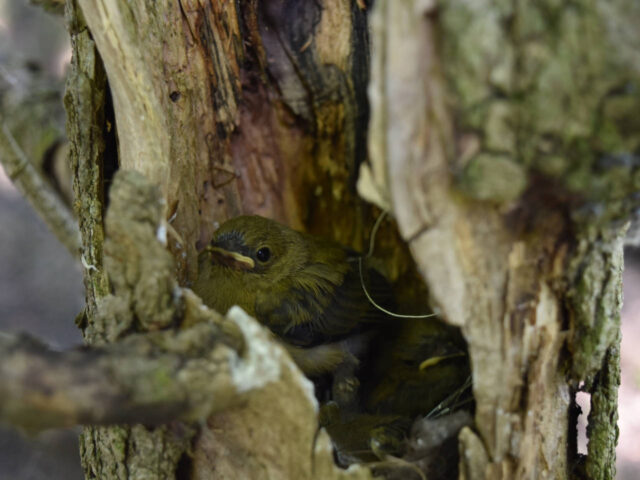 Prothonotary Chick in Nest Cavity - Photo Bernadette Rigley