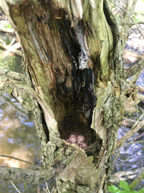 Prothonotary Eggs in Nest Cavity - Photo Liz Ames