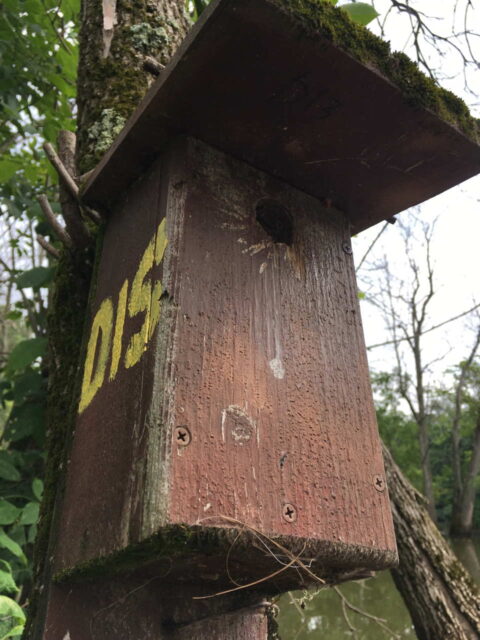 Prothonotary Next Box (Old Style) at Hoover NP - Photo Liz Ames