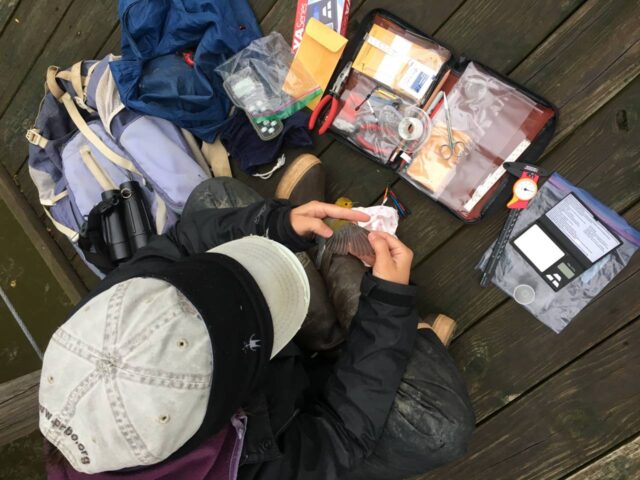 Setup for Banding Prothonotary Warblers - Photo Bernadette Rigley