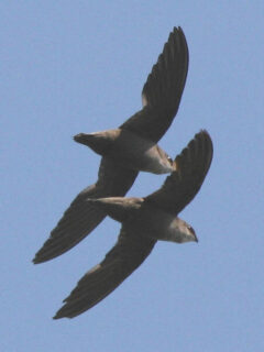 Chimney Swift Pair in Flight - Photo Paul and Georgean Kyle