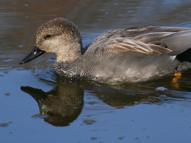 Gadwall Drake - Photo Duck Lover