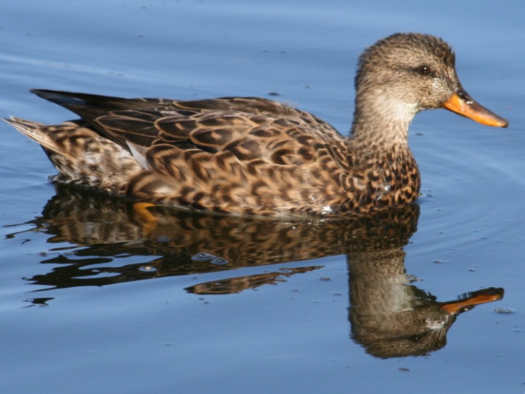 Gadwall Hen (female) - Photo Duck Lover