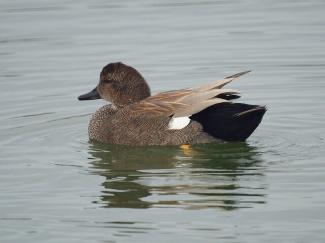 Gadwall - Photo Mike's Birds