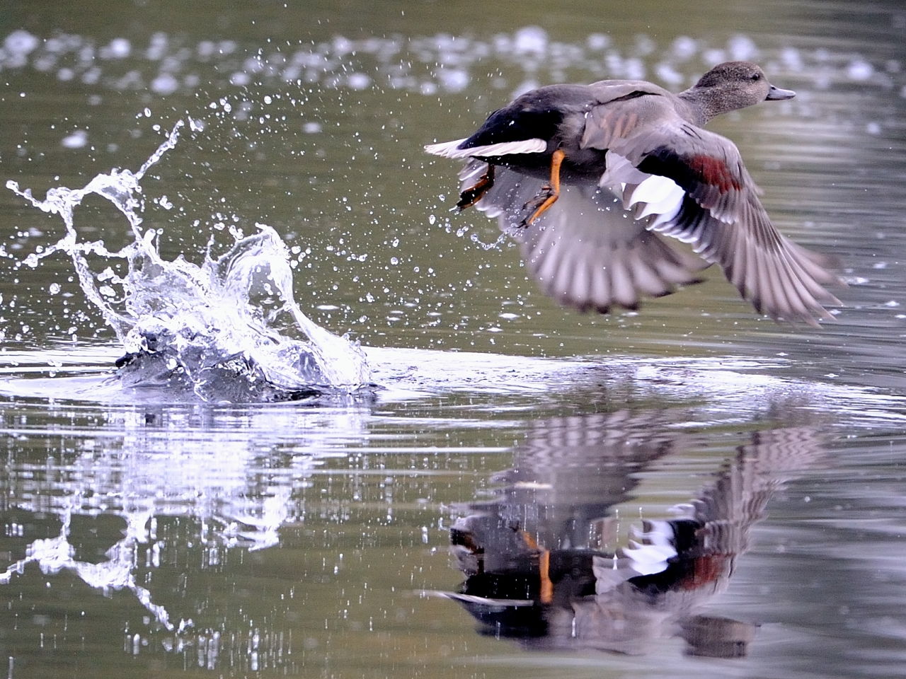 Gadwall Lifting Off - Photo Kev Chapman