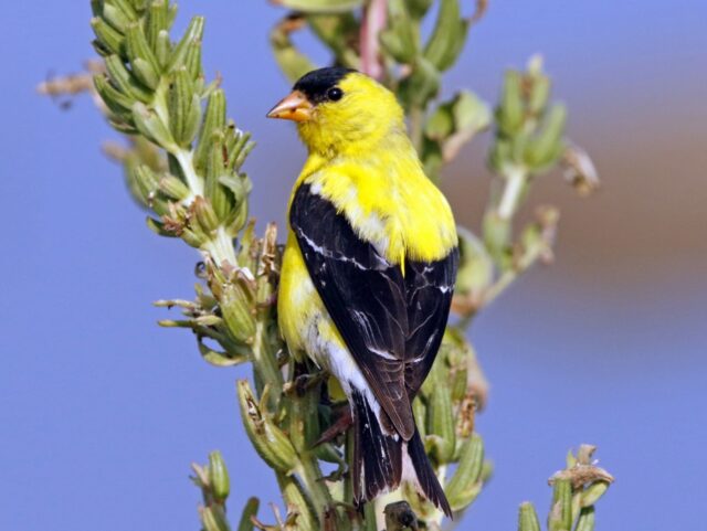 American Goldfinch (landscape) - Photo Earl Harrison