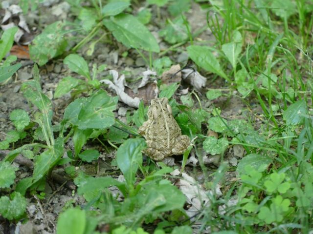 Toad - Photo James Muller