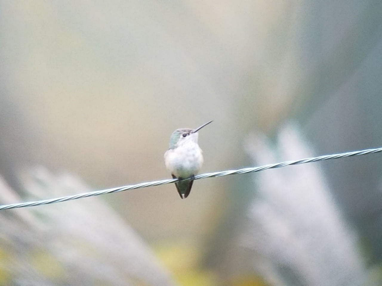 Calliope Hummingbird - Photo Andy Sewell