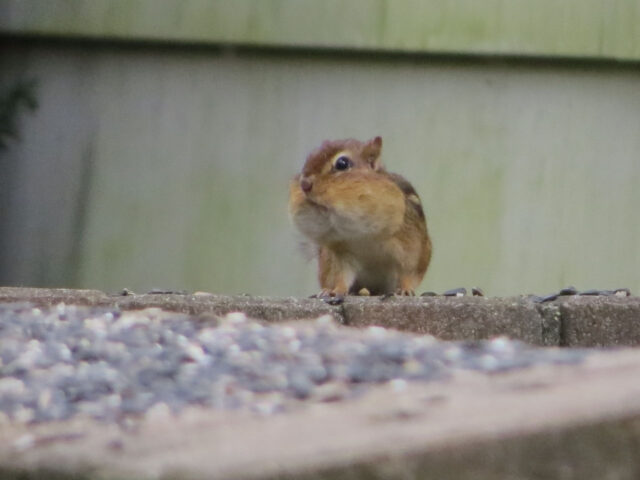 Chipmunk with a Mouthful of Seeds - Photo Lisa Phelps