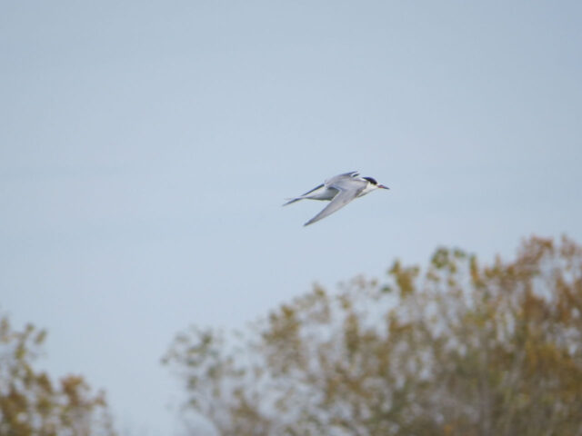 Common Tern in Flight - Photo Lisa Phelps